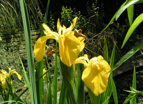 Yellow Iris