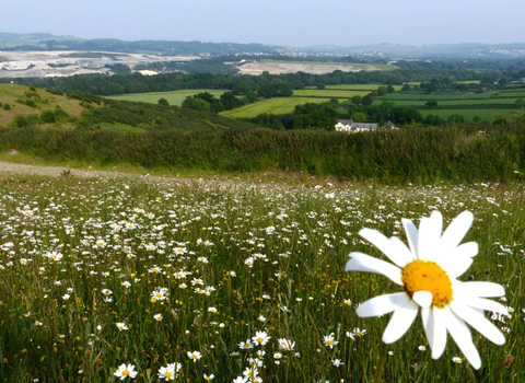 Daisy field at Teigngrace Meadow