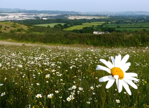 Daisies growing in a field at Teigngrace