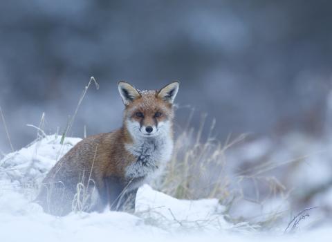 Young fox in the snow