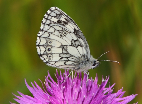 Black and white butterfly sits on top of purple flower