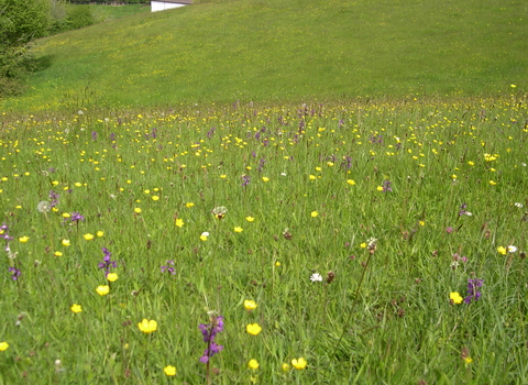 Green veined orchids growing in a field at Ruggadon 