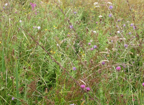 Wildflowers at Swanpool Marsh