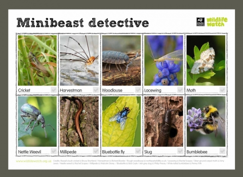 DWT minibeast detective activity sheet