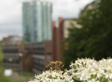 Bee on cow parsley in an urban area