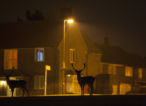 Fallow deer in an urban area