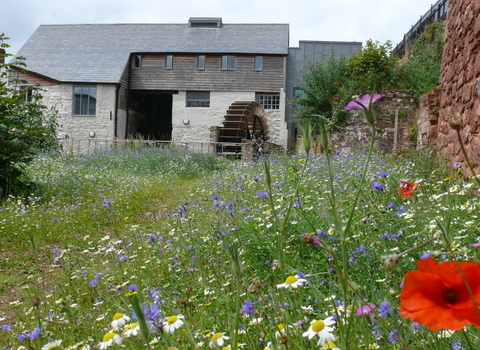 Flowers growing at Cricklepit Mill 