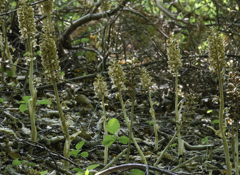 Bird's-nest orchids