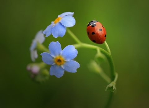 7 spot ladybird on a forget-me-not