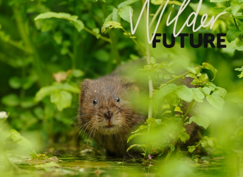 Water vole through leaves