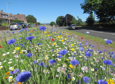 Wildflower area created by DWT on Prince Charles Road in Exeter