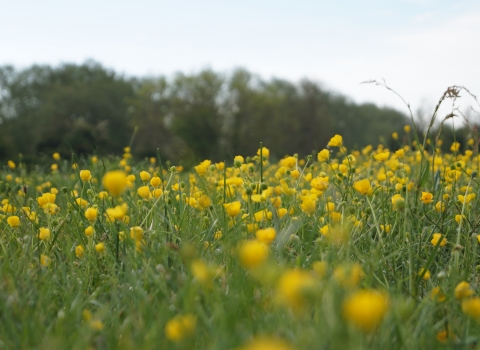 riverside buttercups