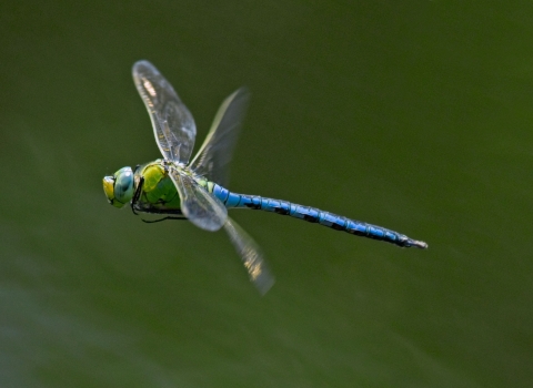 Water emperor dragonfly