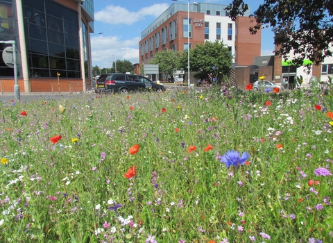 urban wildflowers