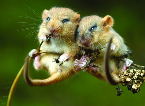 dormouse