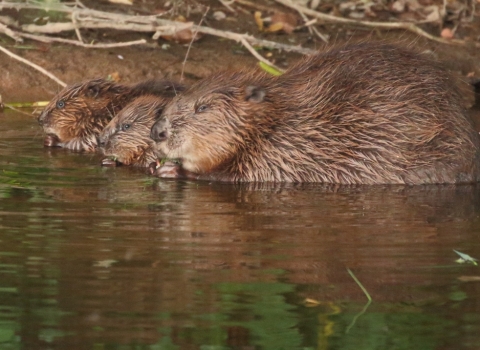 beavers