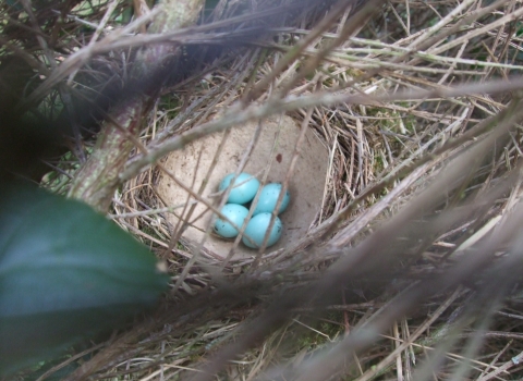 song thrush eggs