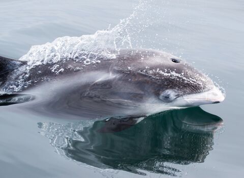 dolphin