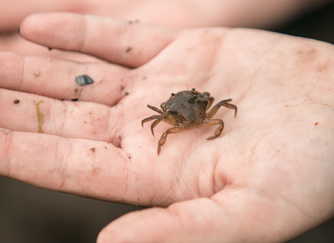 Crab on a child's hand