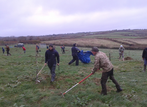 grassland restoration