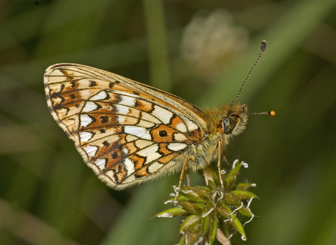 Small Pearl-bordered Fritillary Butterfly