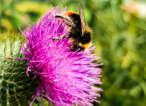 Bee on thistle