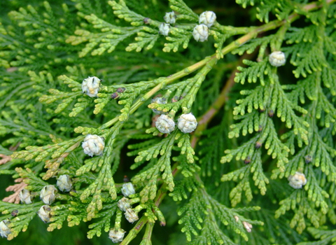 Leyland cypress