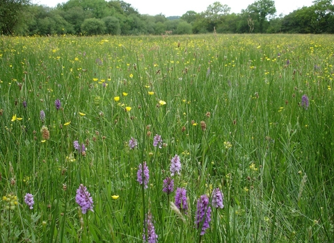 Culm grassland