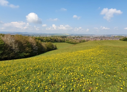 Ludwell Valley Park