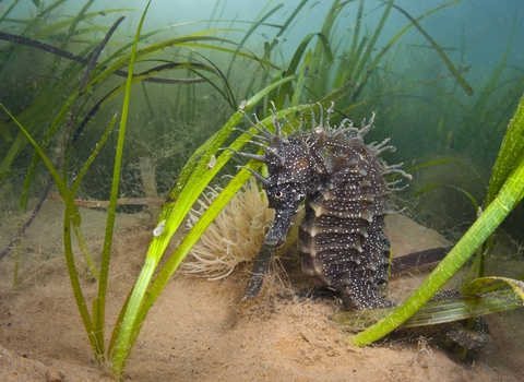 spiny seahorse