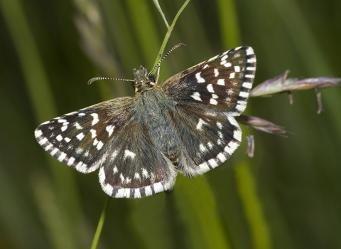 Grizzled Skipper Butterfly