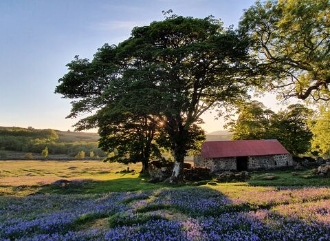 Emsworthy red barn and bluebells image taken by S Hussey