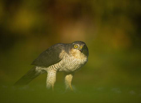 Birds of Prey You'll Find in the South