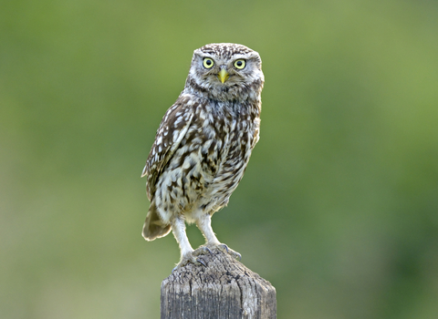 How to identify birds of prey  Herts and Middlesex Wildlife Trust