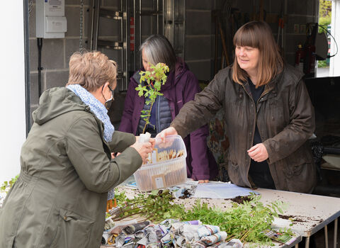Free tree being given away