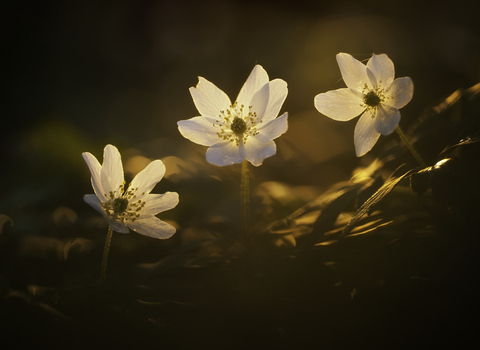 Wood anemone in sunlight