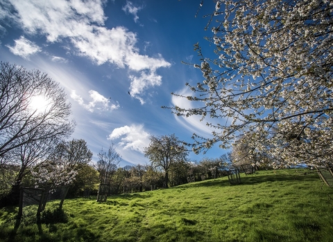 Ludwell Valley Park orchard