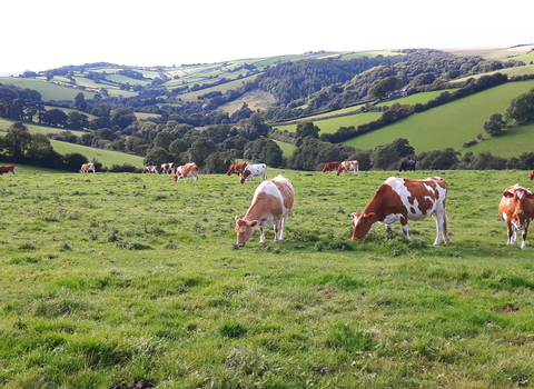 Cattle grazing in northern Devon field with hedges and woods in distance