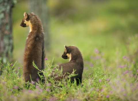 Two pine martens faced away from camera
