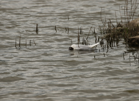 A dead black-headed gull that died of suspected avian flu