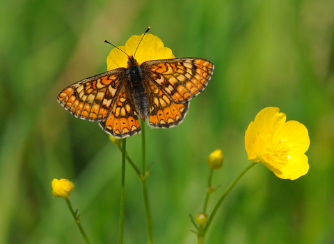 Marsh fritillary on a buttercup