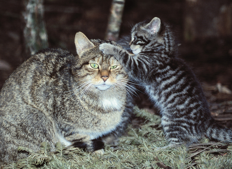 Kitten jumping on adult wild cat