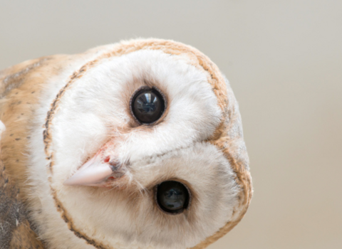 Barn owl tilting head to side