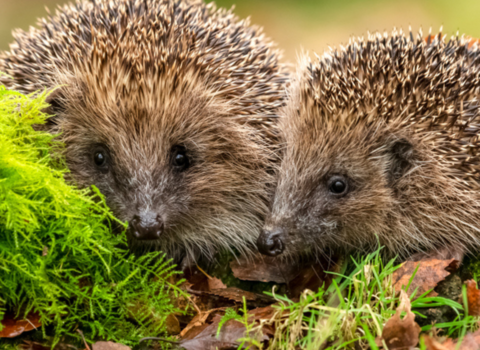 Two hedgehogs huddled behind moss