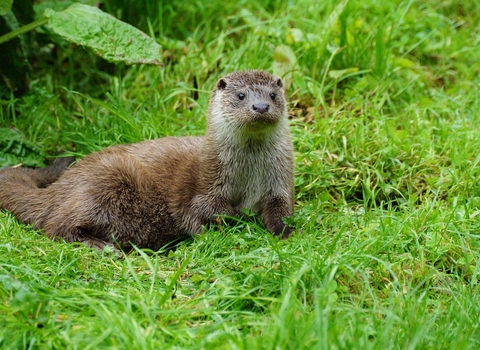 Otter sitting on grass