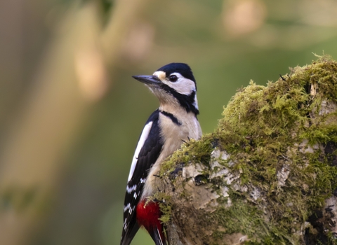 Great spotted woodpecker on tree stump