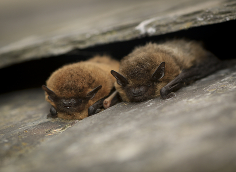 2 common pipistrelle bats 