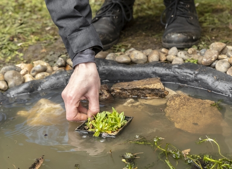 An unknown person is putting an aquatic plant in a small pond that has been built