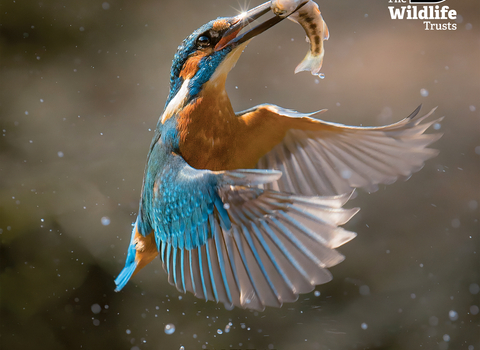 Front cover of 2024 calendar with kingfisher (blue and orange bird) flying with fish in mouth