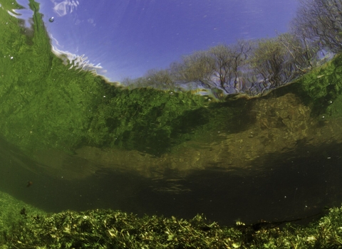 River Itchen, with aquatic plants reflected in the surface. England: Hampshire, Ovington, May